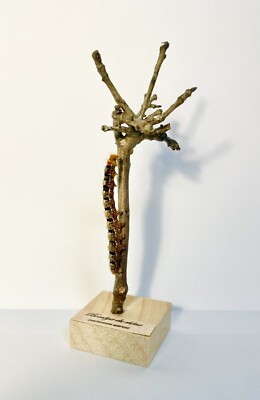Entomology Taxidermy: Caterpillar Lasciocampa Quercus 57mm+/- A1, On Base.