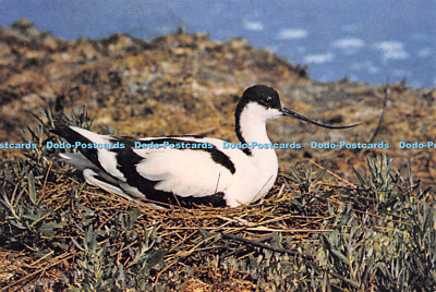 D001276 Avocet. Eric Hosking. Dixon