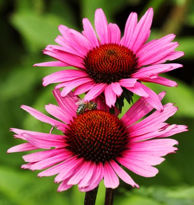 Sonnenhut Vintage Wine - Echinacea purpurea