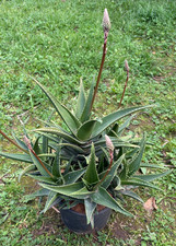 ALOE MITRIFORMIS (ACCESTITA) - SUCCULENTA - PIANTA DA GIARDINO - H 32 CM