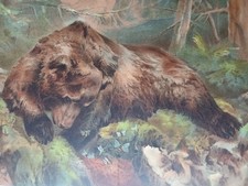 BEAR RAIDING BEES NEST - THE HONEY STEALER - ANTIQUE CHROMOLITHOGRAPH 1898
