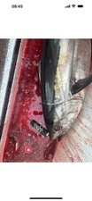 7 Tuna Spike / 316 Stainless Steel w/ 4  Diam...