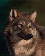 Wolf by Andrew Hutchinson Wolves Wildlife Nature Fine Art Print 22x27