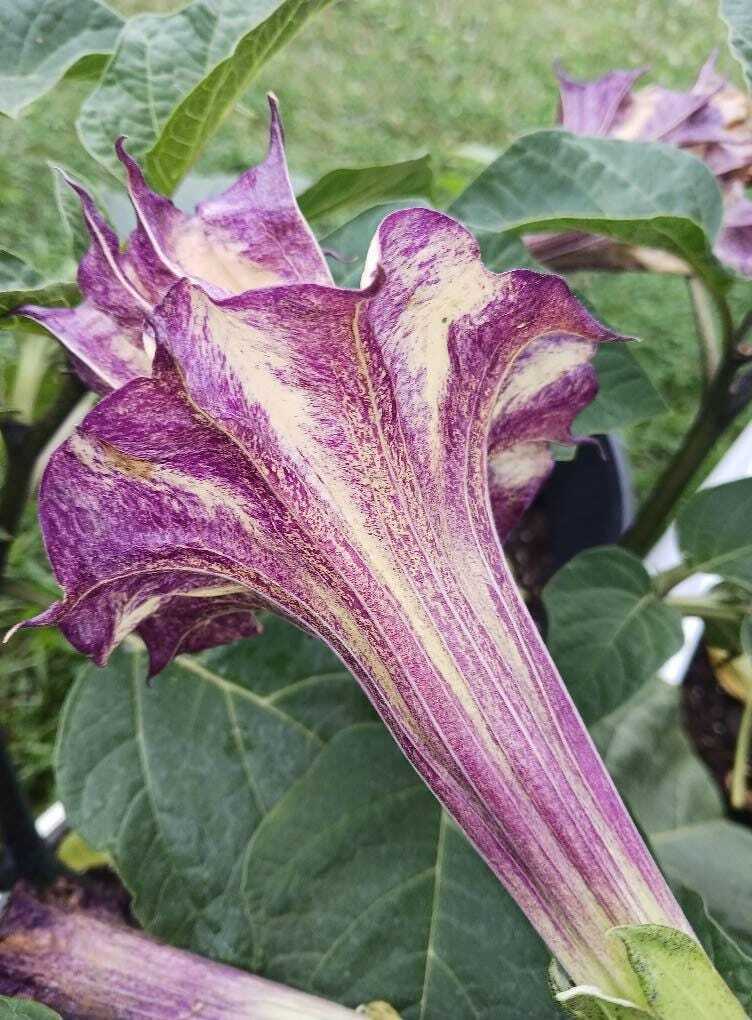 Datura Box of Chocolate | Datura Metel | 15+ SEEDS | eBay