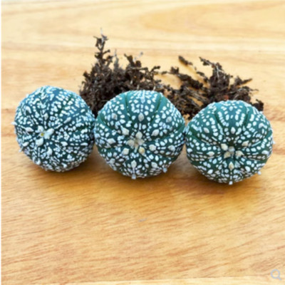 10PCS 3-4cm Astrophytum asterias RareSucculent cactus plant Garden