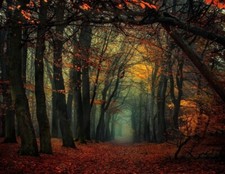 Landscape forest mist fall leaves trees path Custom Gaming Mat Desk