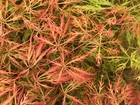 Japanese Maple CHANTILLY LACE