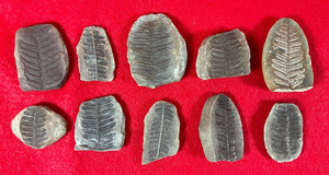Mazon Creek Fern Fossils #50