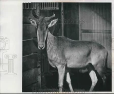 1970 Press Photo Kongoni male Antelope at Milwaukee county Zoo. - mjb59353
