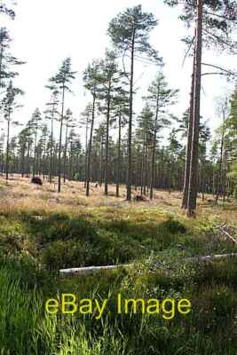 Foto 6x4 Hügel von Mulundy Dallas Ein offenes Waldgebiet mit großen Schotten P c2008