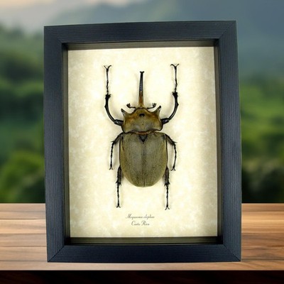 Megasoma elephas Elephant Beetle Real Framed Taxidermy Display