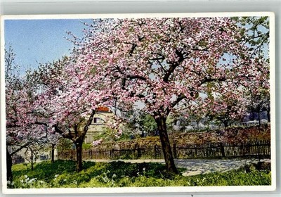 38151805 - A House Behind Blooming Trees Series 402 No. 5345 Photochromy