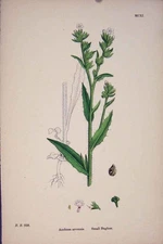 Original Old Antique Print Small Bugloss Plant Flower Colour Art C1878 A 19th