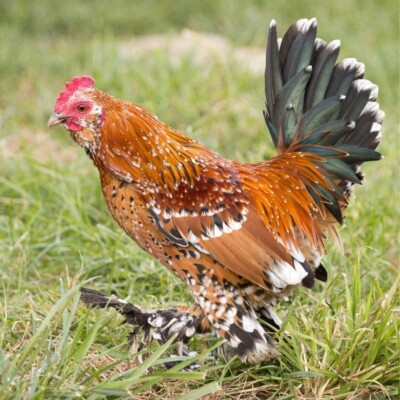6+ Mille Fleur Bantam CHICKEN FERTILE HATCHING EGGS (USPS PRIORITYMAIL)
