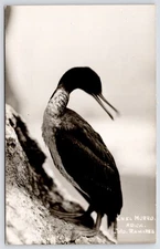 El Morro de Arica Chile~Guanay Cormorant Seabird~Grouped w/Imperial Shag RPPC