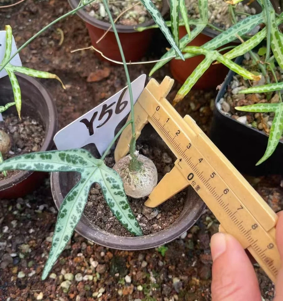 Adenia kirkii WYSIWYG Own Root Boutique Garden 3pcs - Image 4 of 4