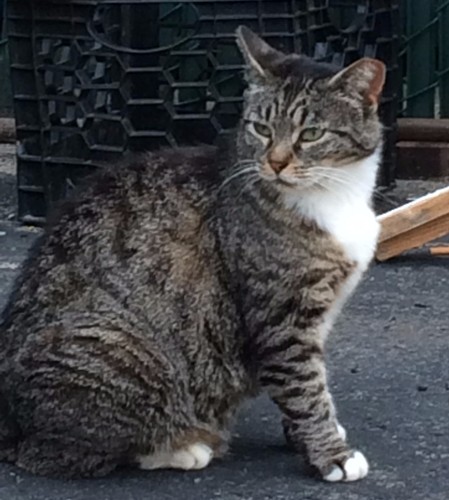 DONATE RECEIVE CAT CRESCENT MOON SILVER ALLOY CHARM FEEDS FERAL CATS RESCUE - Picture 5 of 7