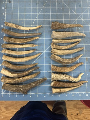 #ad 20 Whitetail Antler Tines Craft Pull Art Whitetail Hunting Deer Lot 84 $21.00