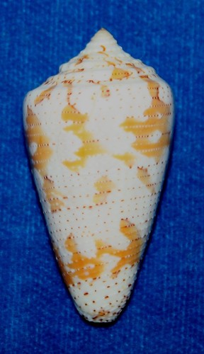 Seashell conus protoconus cedonnulli dominicanus Grenadines 45mm F+ #S-42