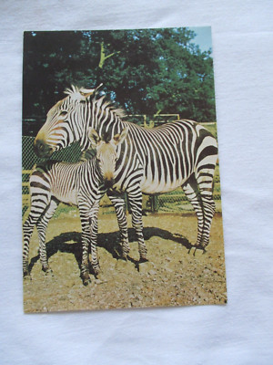 POSTKARTE, ''''HARMANNS BERGZEBRA IM MARWELL ZOOLOGISCHEN PARK, HAMPSHIRE''''.