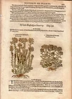 1597 Gerard Antique Herbal History of Plants Handcolored Woodcuts Stonecrop