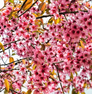 Prunus cerasoides Se eds, Wild Himalayan Cherry, Padmaka 2025 Fresh Harvest