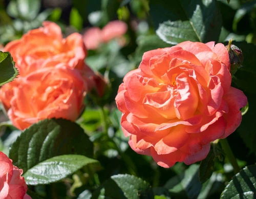 Orange Glow™ Knock Out® Rose - Live Plant - ( 1 QT )