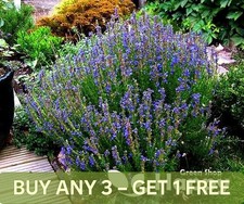 BLUE HYSSOP SEEDS - 1000 SEEDS - PERENNIAL CULINARY HOUSEHOLD