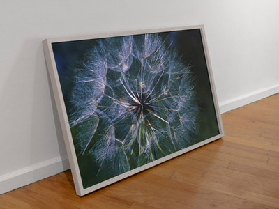 Dandelion Seed Head Retro Archival 11x14 Wall Art Print Matte Flower