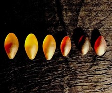 Stones For Healings Massages 3i 2/3L  145.6g. 2 3/4L