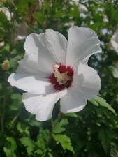 White Rose Of Sharon Seeds Organically Grown NW PA Easy To Grow 100+