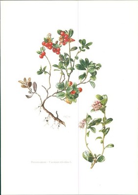 Druck. Preisselbeere - Vaccinium vitis-idaea L. Offset-Lithographie. Caspari, Cl