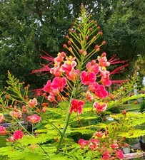 15 seeds Pink Caesalpinia Pulcherrima PRIDE OF BARBADOS Dwarf Poinciana