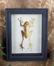 half-skeleton White-lipped Frog display Taxidermy Oddity curiosities decor gift