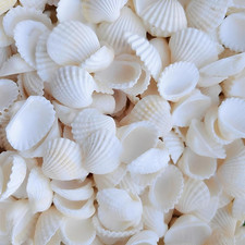 Muscheln Deko, 150 Stück Natürliche Jakobsmuscheln Muschel Weiße, 2,5-3 cm Klein