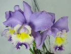 Cattleya Valentine 'Billy's Blue' HCC/AOS, Blooming Size, Fragrant, Orchid Plant
