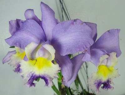 Cattleya Valentine 'Billy's Blue' HCC/AOS, Blooming Size, Fragrant, Orchid Plant