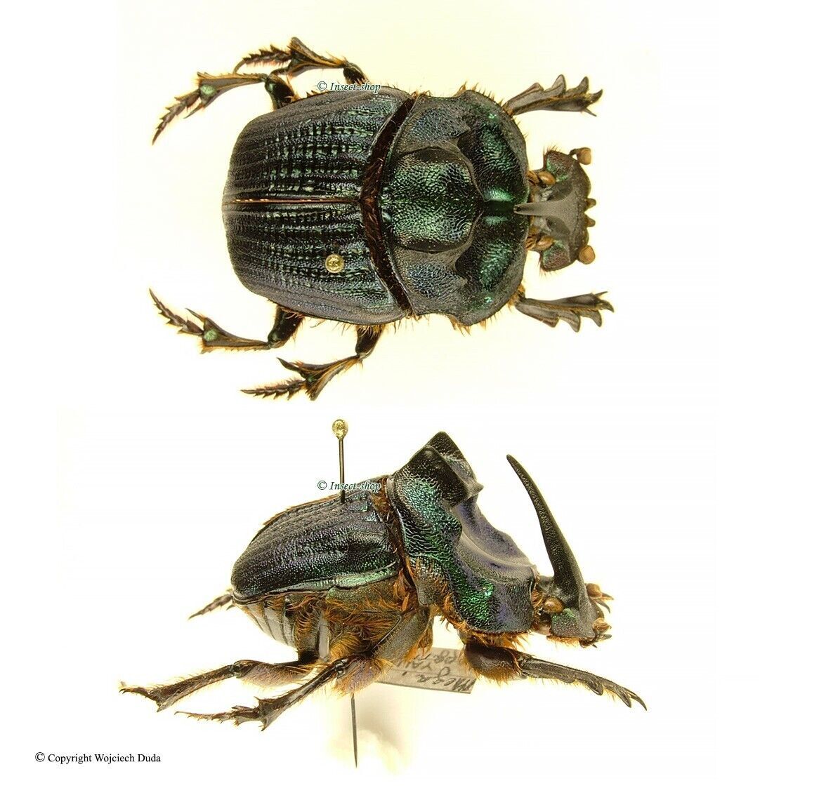 Coprophanaeus bonariensis 32mm 35mm Coprophanaeus bonariensis, female 35mm | eBay