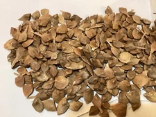 Hedge Maple Tree Seeds (ACER CAMPESTRE) (Field Maple)