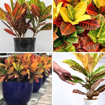 Red Croton Ornamenta Codiaeum Rare Variegatum Indoor/Outdoor Cutting 3 Roots New