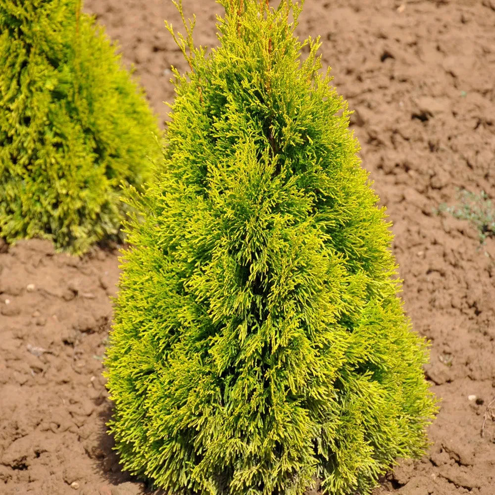 Thuja Golden Smaragd online kaufen | eBay.de