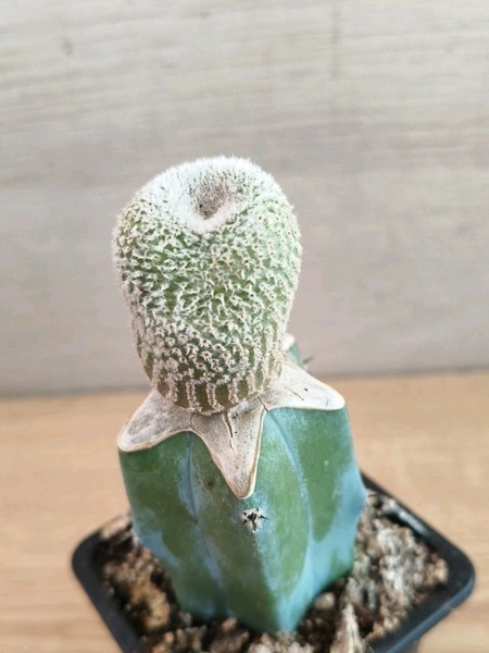 9798 YAVIA Cryptocarpa. h3,4cm. Injerto. cactus.