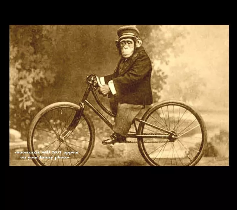 Funny bicycle deals