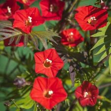 IPOMOEA RED RUFFLED MORNING GLORY FLOWER SEEDS 25 PERENNIAL