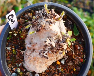 Rare Succulent Living Plant Sinningialeucotricha(Hoehne) H.E.Moore WYSIWYG
