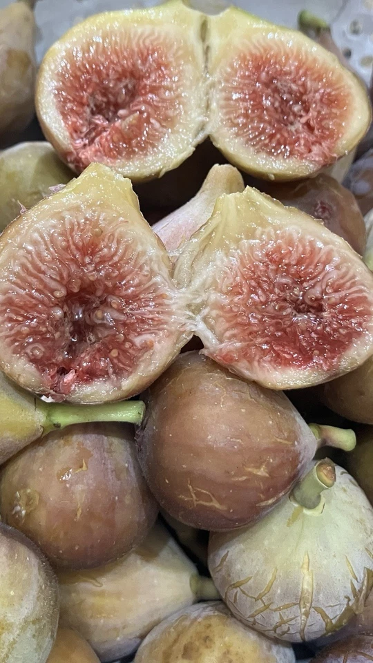 8 Celeste Fig Tree Cuttings, Early Producer, SM-Med Fruit Fantastic Berry Flavor - Image 2 of 4