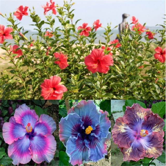 100pcs Cute Blue Giant Hibiscus Exotic Coral Seeds Home