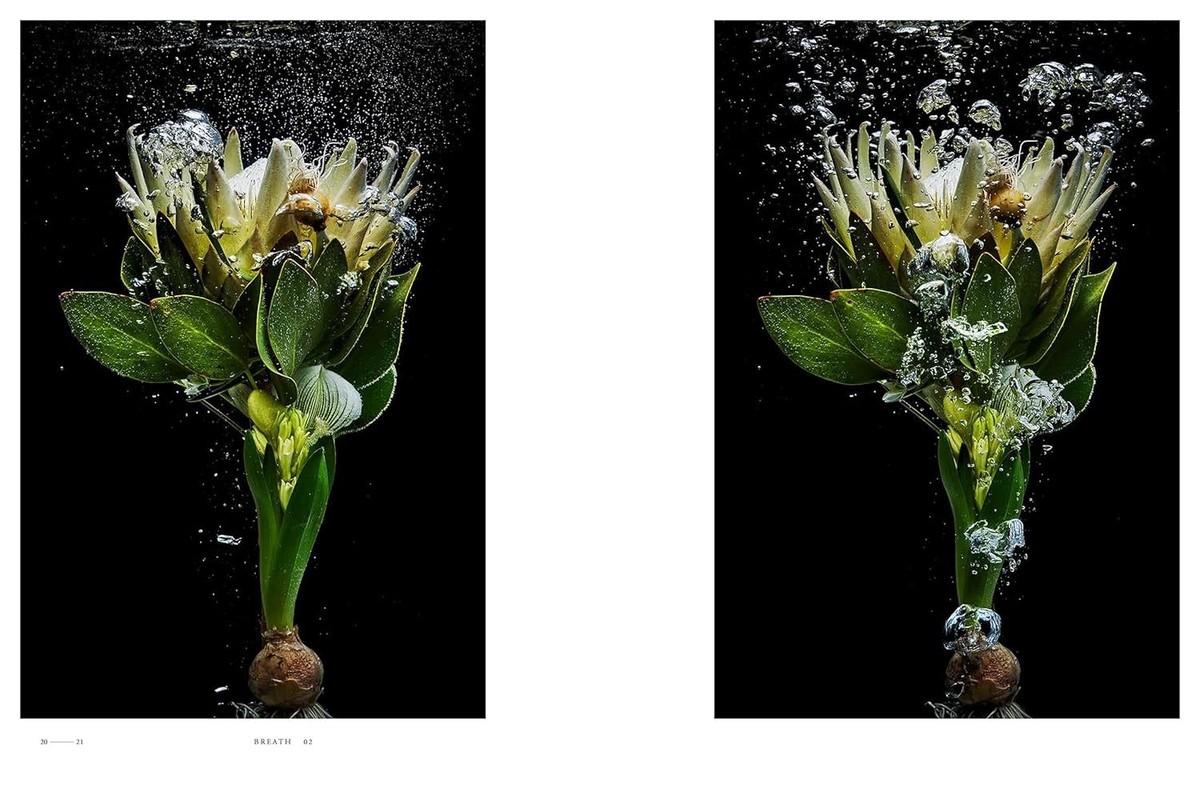 植物と花の百科事典 英語 ENCYCLOPEDIA OF FLOWERS Ⅵ 植物図鑑｜青幻舎 SEIGENSHA Art