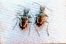 Carabidae: Cicindela bellissima from Pacific Northwest, set of 2, A1