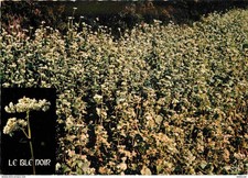 AK - Regionen - Bretagne - Schwarzweizen oder Buchweizen - Spitzenkarte -